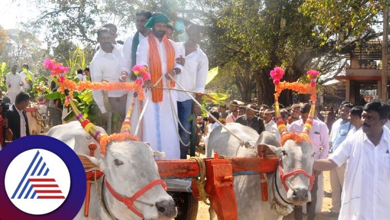 Tamil Nadu BJP president K Annamalai  participates in bullock cart procession at Chikkamagaluru Utsav gow