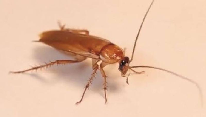 live cockroach removed from small intestine 23 year old man 