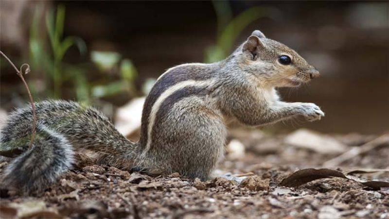 Train cancelled due to boarded squirrel refuse to leave coach in UK ckm