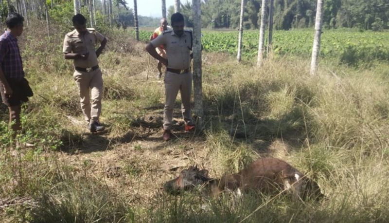 tiger attacked cow in wayanad