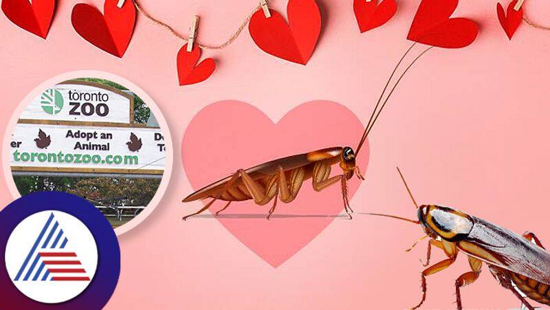 Canada Zoo allows You Name A Cockroach After Your Ex For Valentine's Day