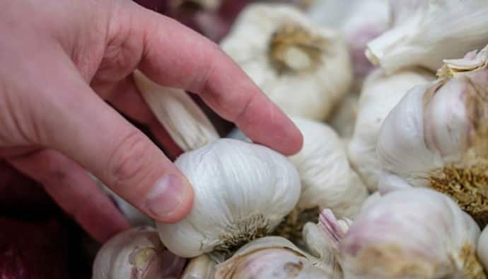 Garlic