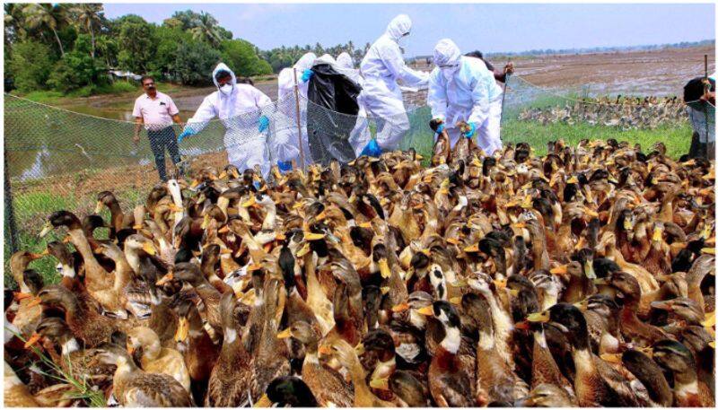 Bird flu outbreak reportedn in Kerala's Alappuzha; Mass culling of ducks soon Rya