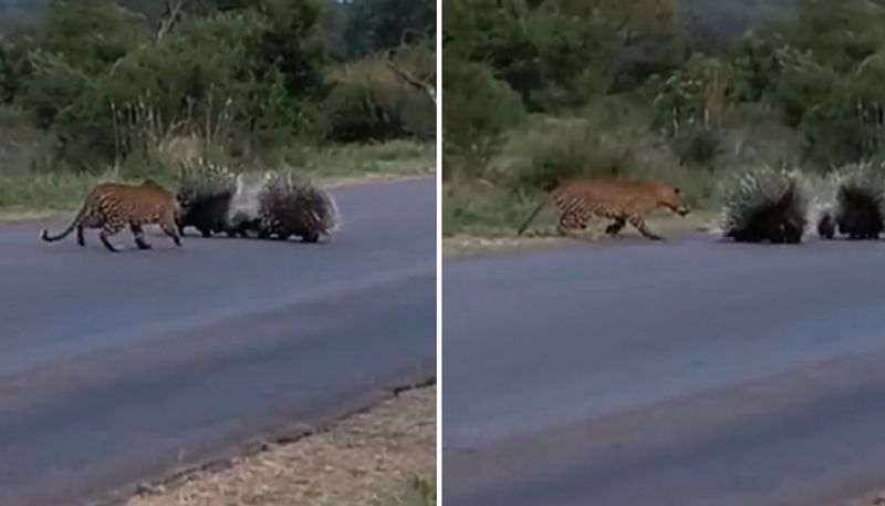 leopard trying to catch porcupette but its parents resists 