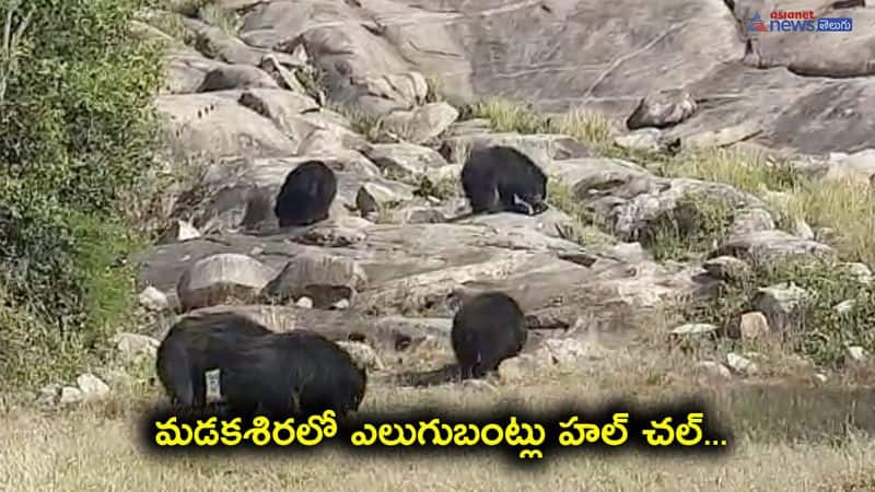 Bears gang Hulchal in Sri Satyasai Distriict 