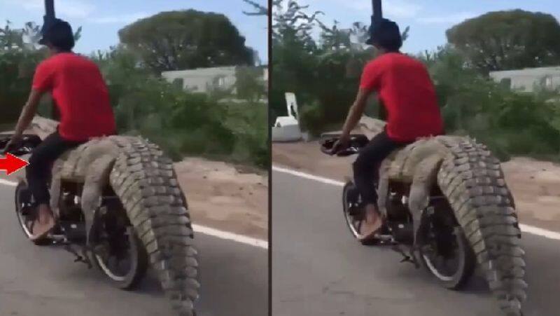 A young man put crocodile on a bike and riding a bike sitting on crocodile akb