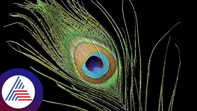 5 Amazing Peacock Feather Remedies for Prosperity skr