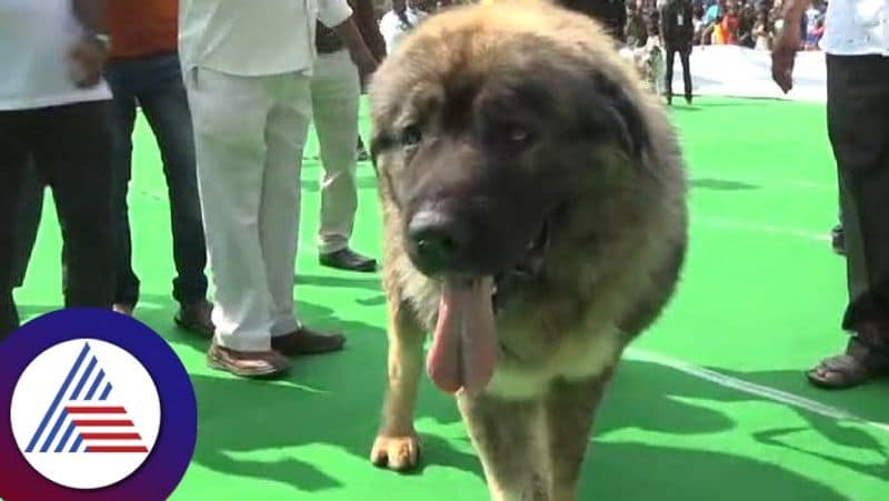 dog show in ballari caucasian shepherd main attraction gvd