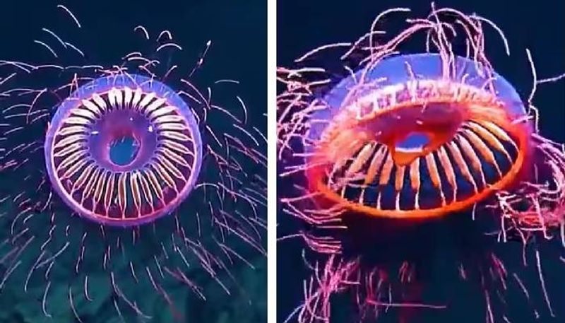 rare jellyfish video went viral 