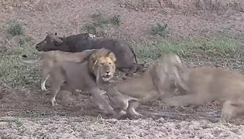 lions hunting water buffalo and started fighting themselves 