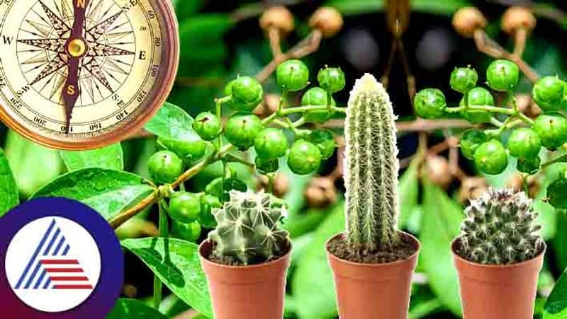 Do not plant these 6 plants which bring misfortune and poverty in the house skr