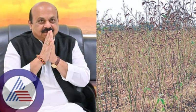 Good news for Red gram growers announcement of relief fund by evening CM Bommai promises sat