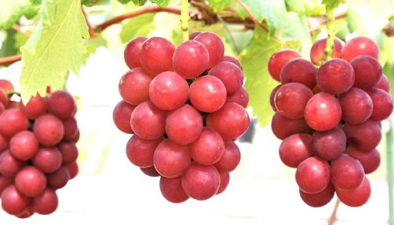 ruby roman grapes of Japan 