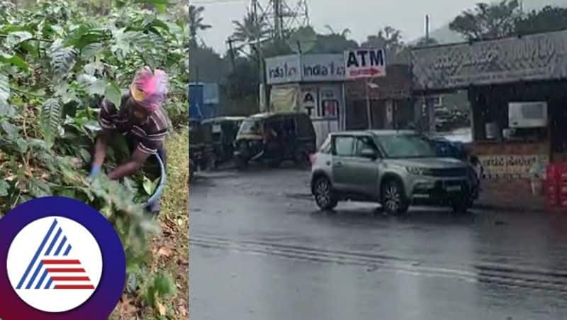 Rain fall in malenadu farmers sad at chikkamagaluru rav