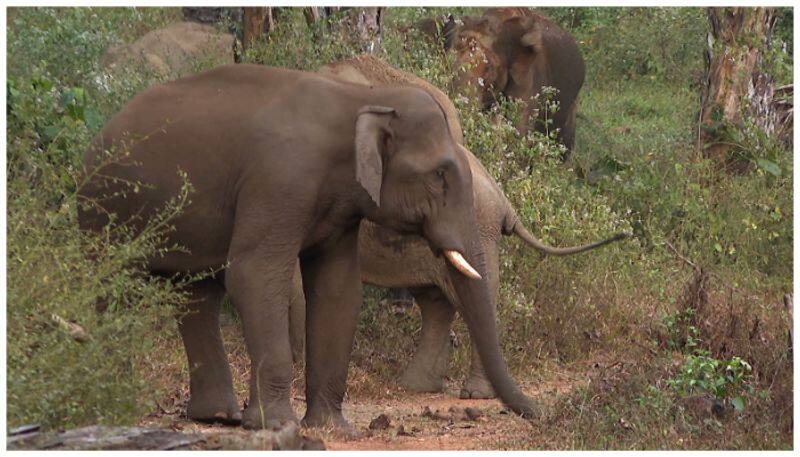 Border Security Force soldier killed by wild elephant in krishnagiri