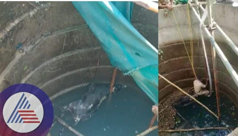 Cow death in well at ahaluru Village well water drunken people injury sat