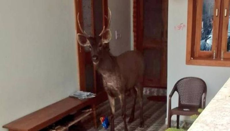 Sambar Deer in a home rescue video went viral 