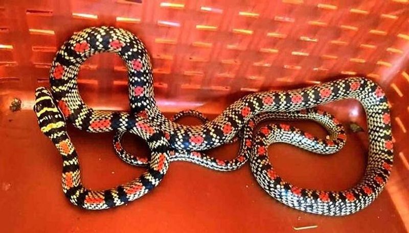 Rare Flying Snake Spotted in Udupi grg 