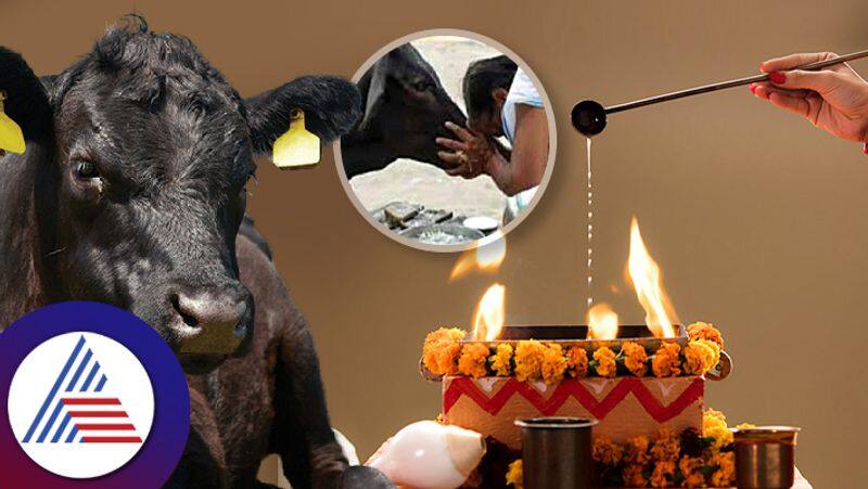 Significance Of Cow Donation