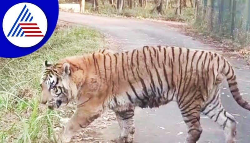 people request to forest department to catch the tiger in karur district