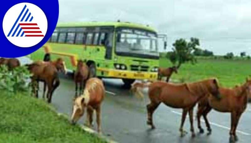 problems to public traffic One-week deadline for owners to tie up horses at shivamogga rav