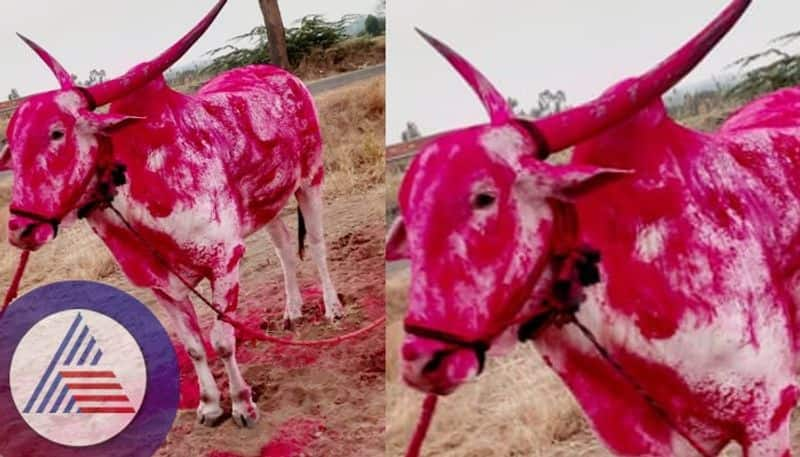 Balbhima bull sold for Rs 14 lakh What are the special features sat