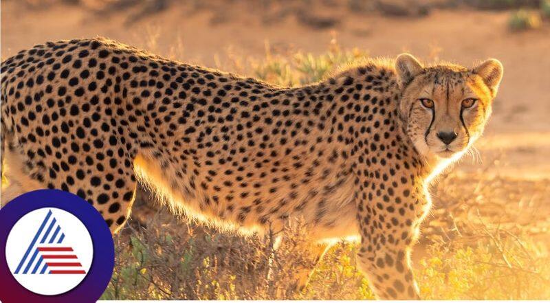 Project Cheetah: A second group of 12 Cheetahs will arrive from South Africa by IAF Flight on Saturday