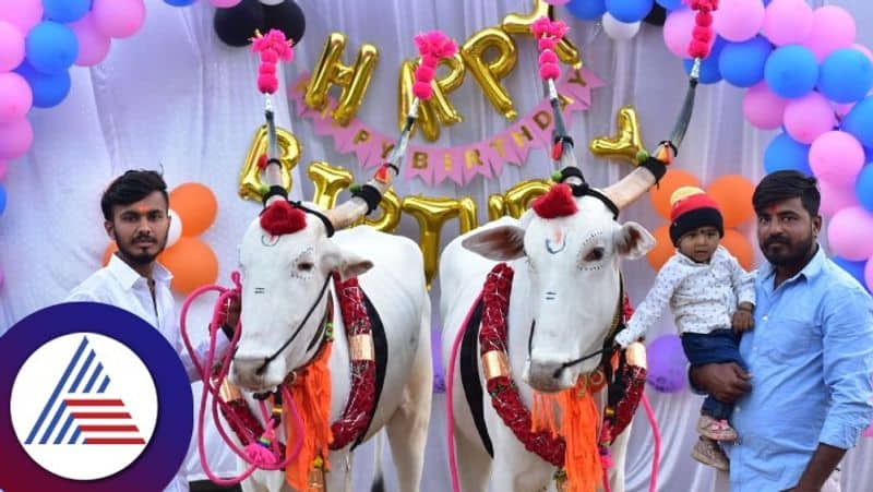 Farmer Celebrate the bull birthday in Vijayapura gvd