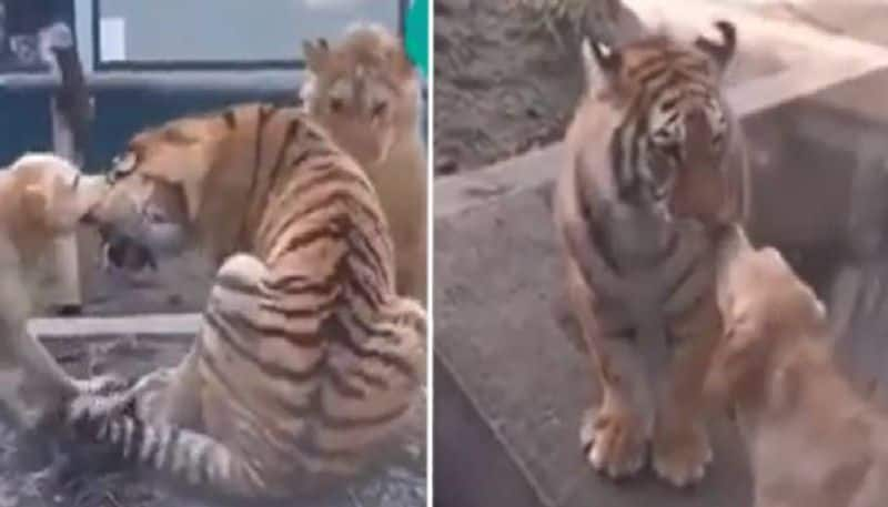 dog trying to calm fighting lion and tiger