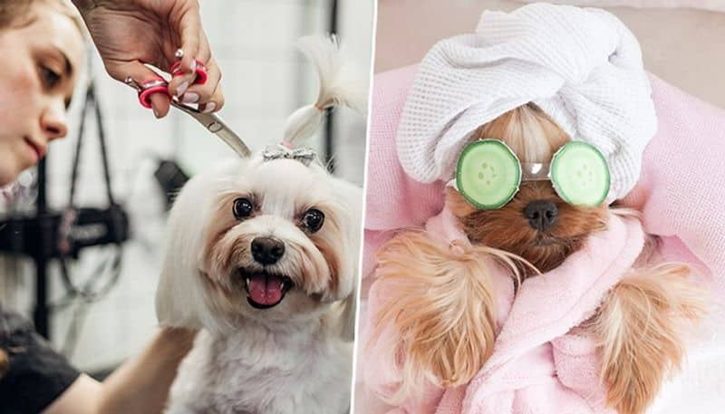 Top three latest trends in pet grooming essentially for the winter season vma