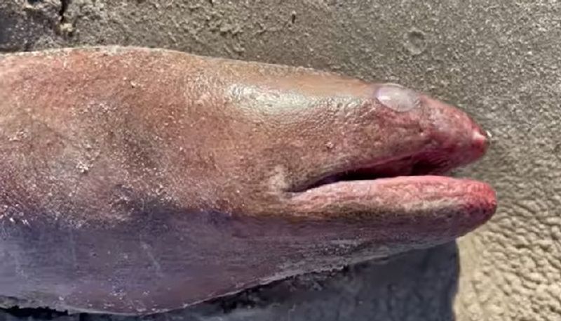 a researcher shows unusually big sized american eel in a video 