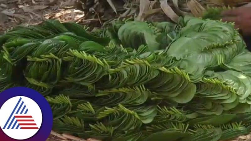 Betel Leaf Price Rise Due To Leaf Deprivation at Chitradurga gvd