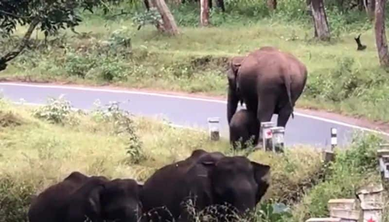 mother elephant training calf to cross the road 