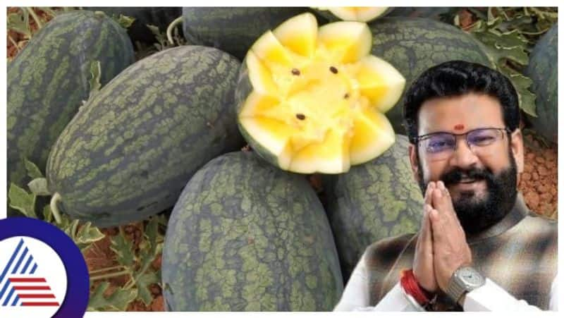 Vijayapura BJP leader Umesh Karjola successfully grew Taiwan Yellow watermelon gow