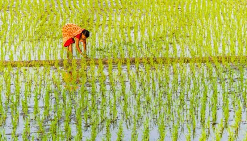 Budget 2023 LIVE nirmala sitharaman agriculture sector highlights benefits for farmers snt