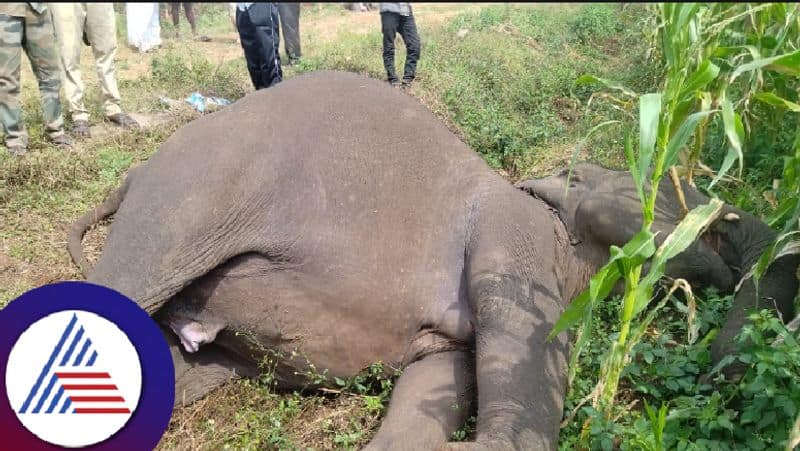 elephant died after being hit electric wire at chamarajanagar gvd