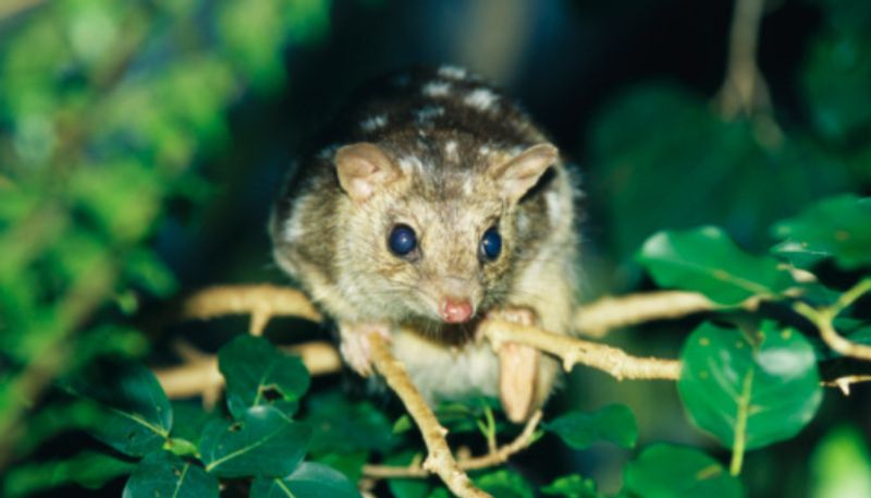 male northern quolls are giving up sleep in search of female partners study etj