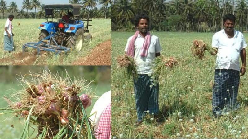 Poor Seed Onion That Brought Tears to Farmer End of Harvest period but not came crop sat