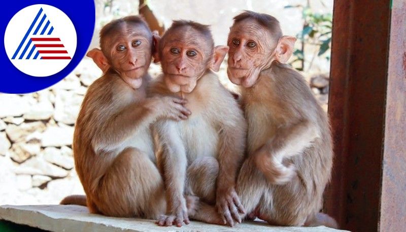 Monkey Abscess Disease to 15 Children at Lingsugur in Raichur grg 