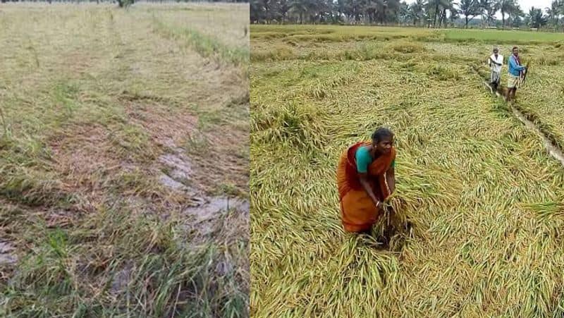 Due to heavy rain, paddy crops are submerged and destroyed.. Immediately announce the compensation.. TTV Dhinakaran