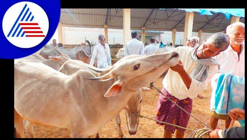 After 5 months, cattle market has started, farmers are happy at haveri rav