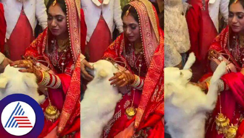 Viral video: Pet dog refuses to let go bride during vidai ceremony Vin