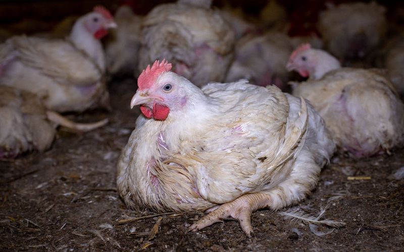 why chicken rates fallen around 20 percent in over 20 days, karhika masam impact on chicken kms