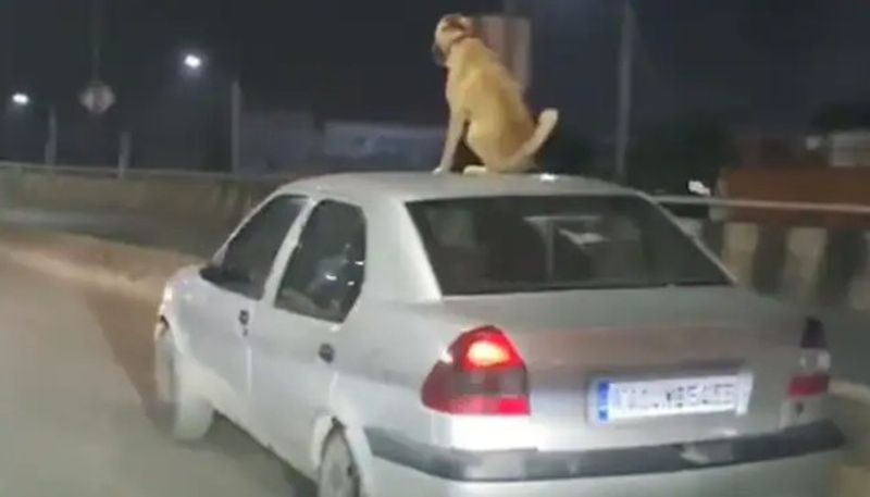 Viral Video : one dog sits on top of a moving car in Bengaluru - bsb