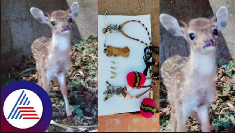 A coffee estate owner got into trouble Because of domesticated wildlife at chikkamagaluru rav