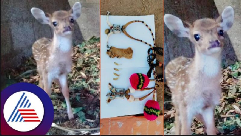 A coffee estate owner got into trouble Because of domesticated wildlife at chikkamagaluru rav