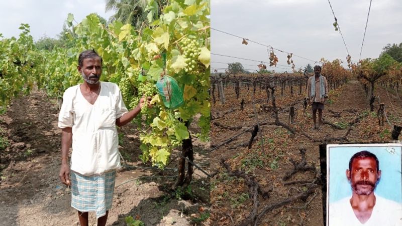 Wrong drug spray to grapes crop Farmer upset and Surrender to death sat