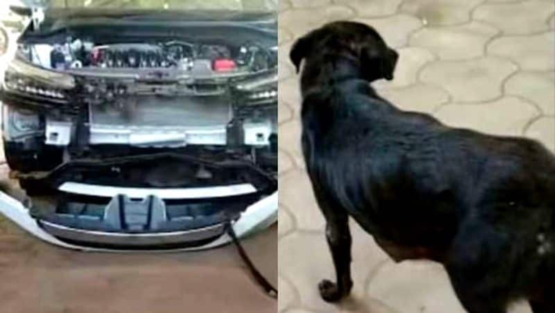 Dog hit by car caught in bumper travels unharmed for 70 kms viral video