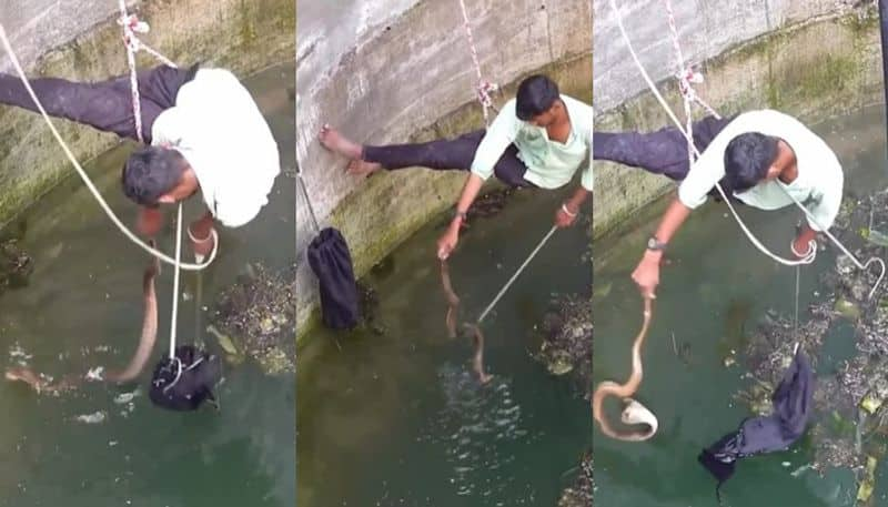 youth risks life to save cobra fell in well etj