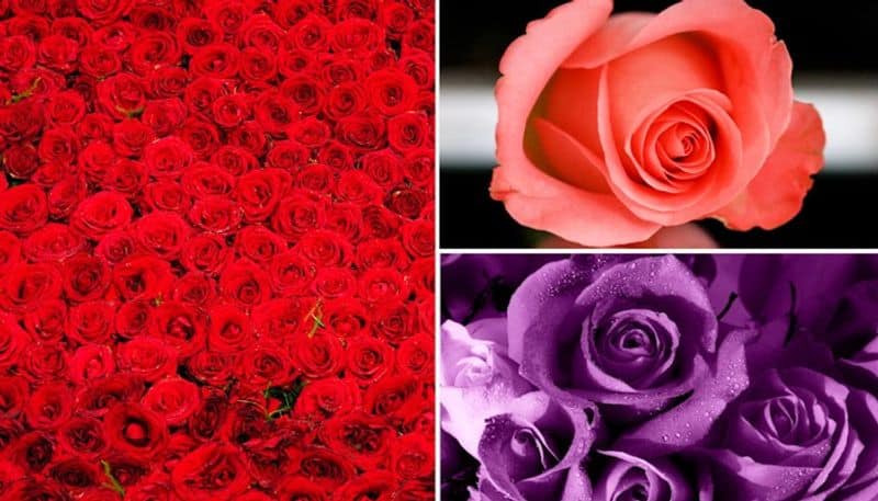 Valentines Day 2023: Type of roses and their meaning vma